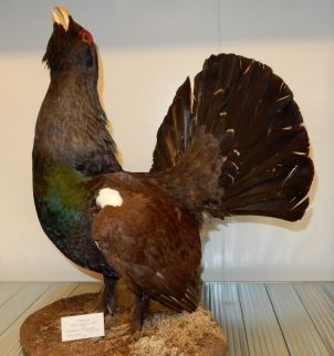 A Stuffed Western Capercaillie  / Wood Grouse (Credit: SHK)