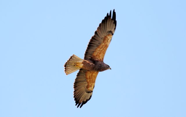 Swainson’s Hawk (Credit: Dominic Sherony, CC BY-SA 2.0