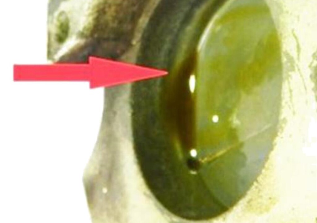 Signs of wear on the piston housing - Piper PA-31 PR-RCS (Credit: CNEIPA)